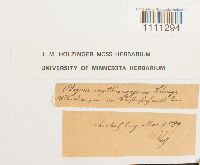 Bryum atrovirens image