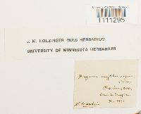 Bryum atrovirens image