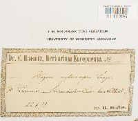 Bryum atrovirens image