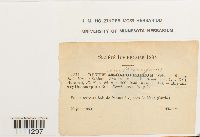 Bryum atrovirens image