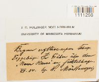 Bryum atrovirens image