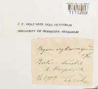 Bryum atrovirens image