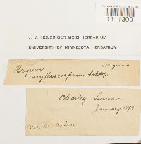 Bryum atrovirens image