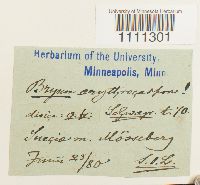 Bryum atrovirens image