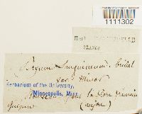 Bryum atrovirens image