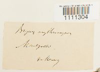 Bryum atrovirens image