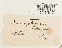 Bryum atrovirens image