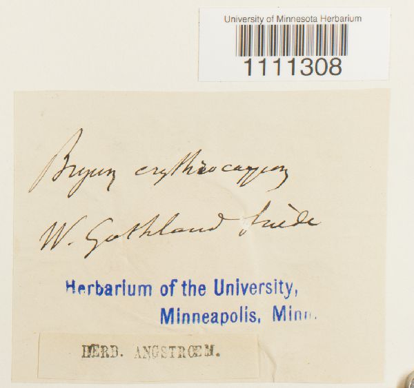 Bryum atrovirens image