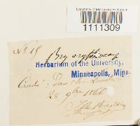 Bryum atrovirens image