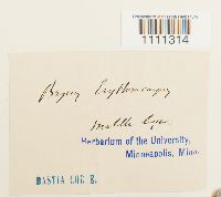 Bryum atrovirens image