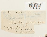 Bryum atrovirens image