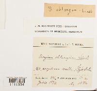 Bryum blindii var. oblongum image