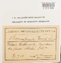 Media resource of Bryum caespiticium
