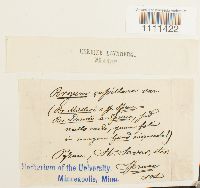 Bryum capillare image