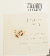 Bryum capillare image