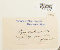 Bryum capillare image