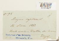 Bryum capillare image