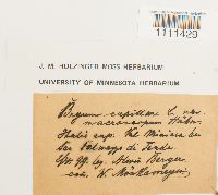 Bryum capillare image