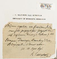 Bryum flaccidum image