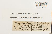 Bryum flaccidum image