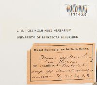 Bryum flaccidum image