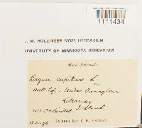 Bryum capillare image