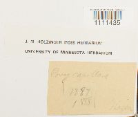 Bryum capillare image