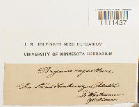 Bryum capillare image