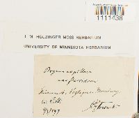 Bryum flaccidum image