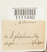 Bryum capillare image