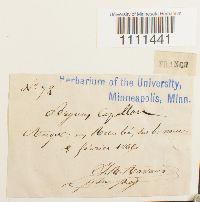 Bryum capillare image