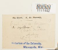 Bryum capillare image