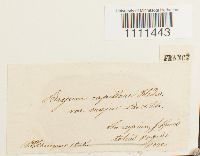 Bryum capillare image