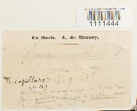 Bryum capillare image