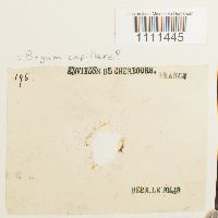 Bryum capillare image