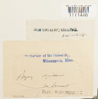 Bryum capillare image