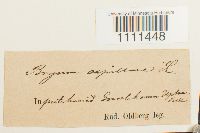 Bryum capillare image