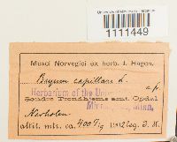 Bryum capillare image