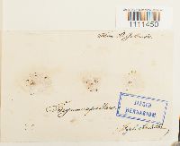 Bryum capillare image