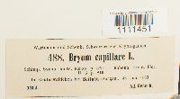 Bryum capillare image