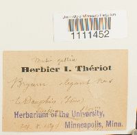 Bryum capillare image