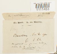 Bryum capillare image