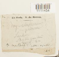 Bryum capillare image