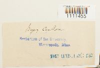 Bryum capillare image