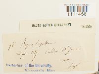 Bryum capillare image