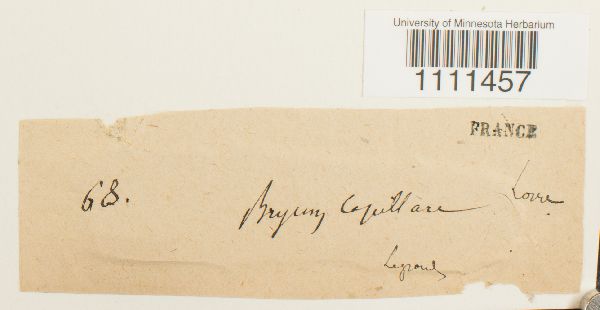 Bryum capillare image