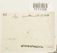 Bryum capillare image