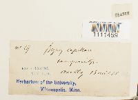 Bryum capillare image