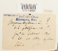 Bryum capillare image