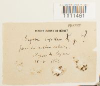 Bryum capillare image